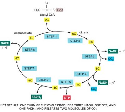 citric acid cycle