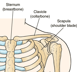 clavicle