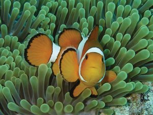 clownfish