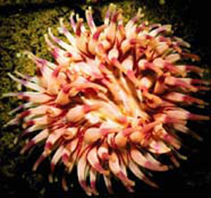 An Atlantic coast cnidarian, a dahlia sea anemone (Tealia sp.) Photo: Andy Bruckner