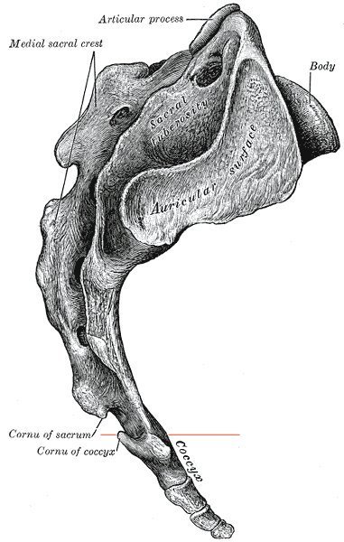 coccyx and sacrum