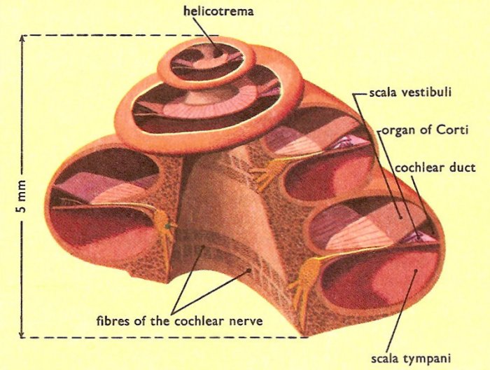 cochlea