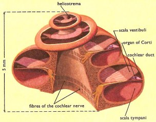 cross section of cochlea