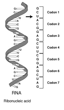 codons