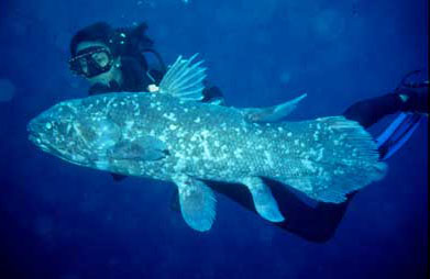 coelacanth