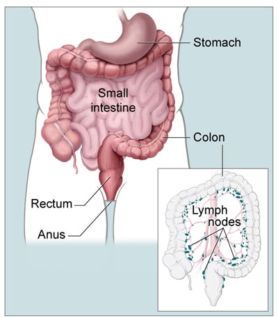 colon and rectum