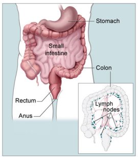 colon and rectum tract