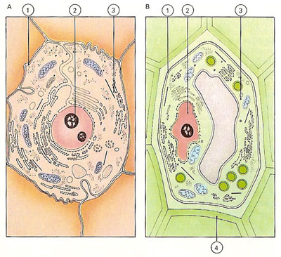 comparison of animal and plant cells