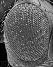 compound eye