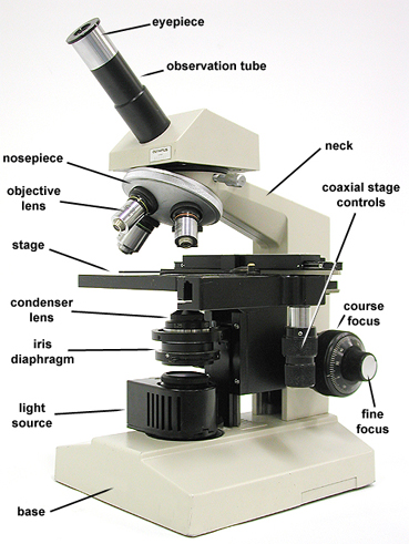 compound microscope