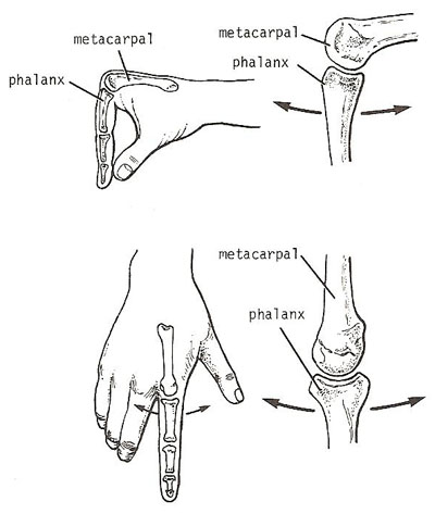 condyloid joint: metacarpophalangeal joint