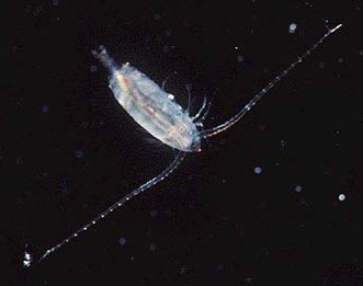 copepod