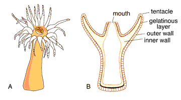 coral polyp