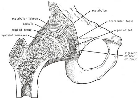 coronal section of right hip joint