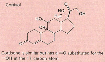 cortisol