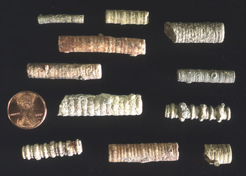 crinoid stem fragments