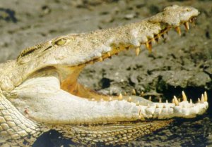 Crocodile teeth