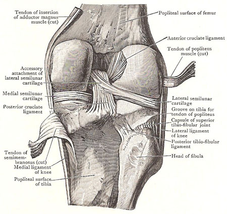 right knee joint