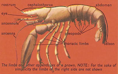 crustacean body plan
