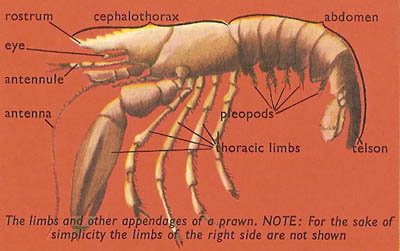 crustaceans characteristics