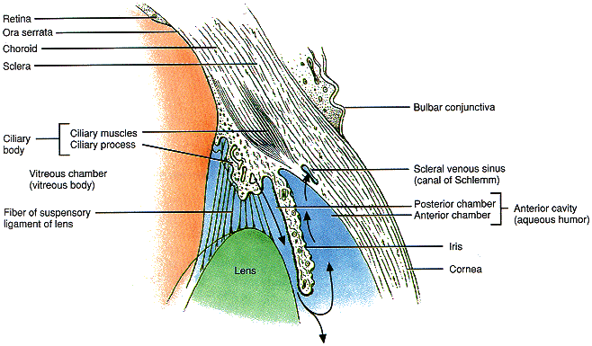 lens anatomy