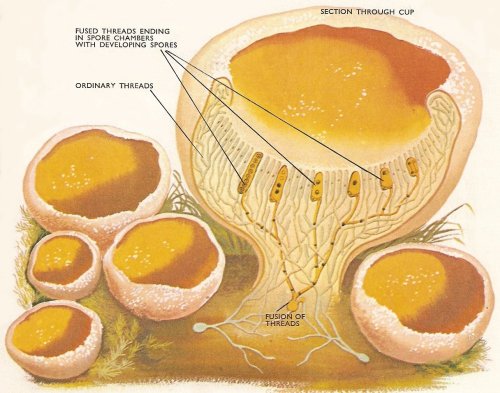 Cup-fungi