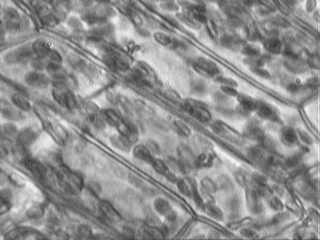 cytoplasmic streaming in plant cells