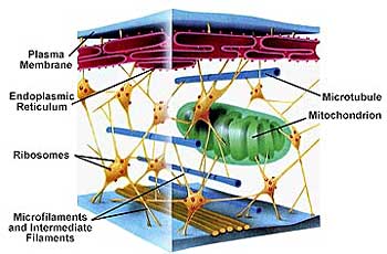 cytoskeleton