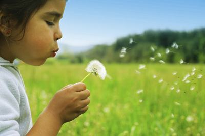 Dandelion seeds