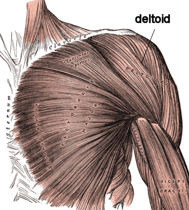 deltoid