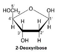 deoxyribose