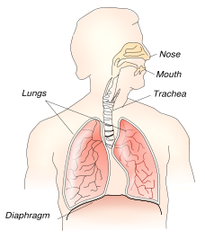 diaphragm