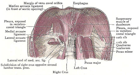 Dissection showing posterior origin of diaphragm