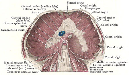 Semi-diagrammatic view of diaphragm