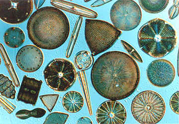 diatoms