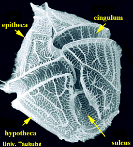 dinoflagellate labelled