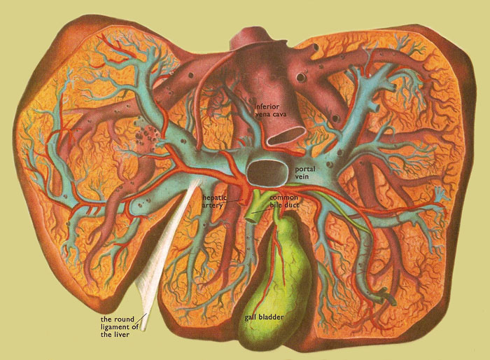 liver seen from below and behind