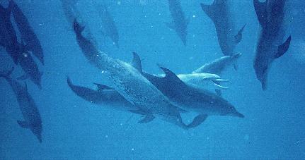 dolphins