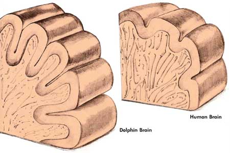 Sections through a dolphin and a human brain