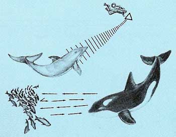 dolphin echolocation