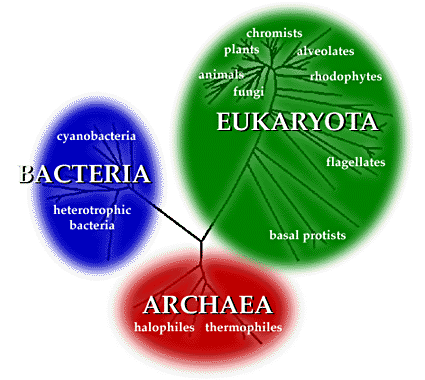 The three domains of life