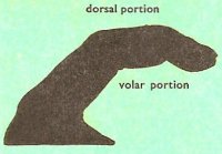 dorsal and volar