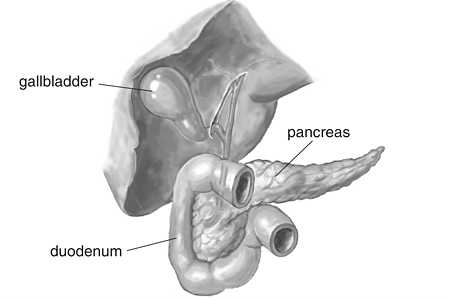 duodenum, gallbladder, and pancreas