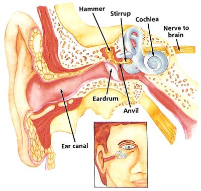 inside the ear