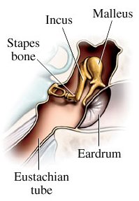 ear ossicles