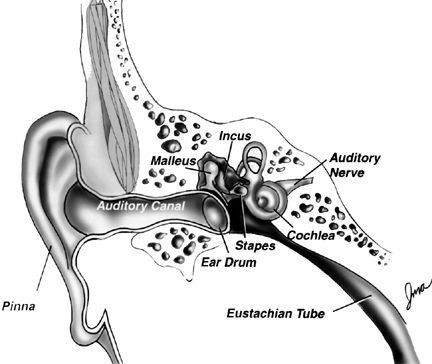 ear structure