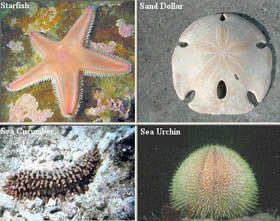 echinoderms