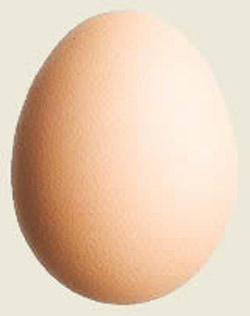 egg