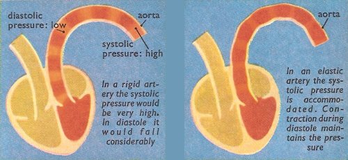 elastic arteries and blood pressure