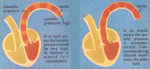 elastic arteries and blood pressure
